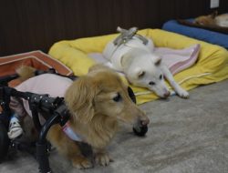 Dog Life Spans Rise in Japan by 0.75 Years Since 2010 Amid Elderly Pet Care Challenges Dog Life Spans Rise in Japan by 0.75 Years Since 2010 Amid Elderly Pet Care Challenges