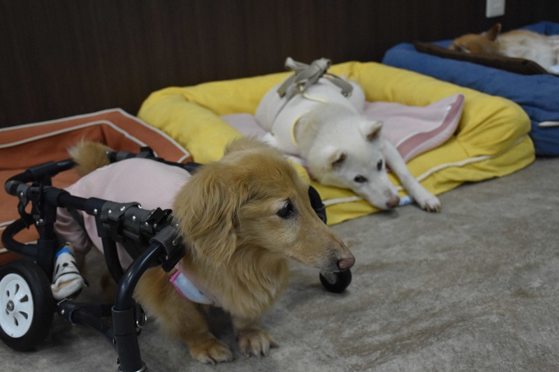 Dog Life Spans Rise in Japan by 0.75 Years Since 2010 Amid Elderly Pet Care Challenges