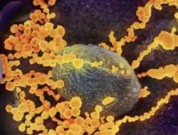 CDC: COVID-19 Cases Surge in Parts of the U.S.