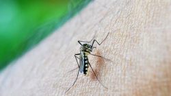 Anak Paling Rentan Terserang, Kenali Dengue Shock Syndrome yang Lebih Berbahaya dari DBD Biasa
