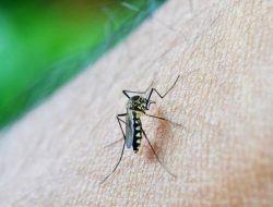Anak Paling Rentan Terserang, Kenali Dengue Shock Syndrome yang Lebih Berbahaya dari DBD Biasa