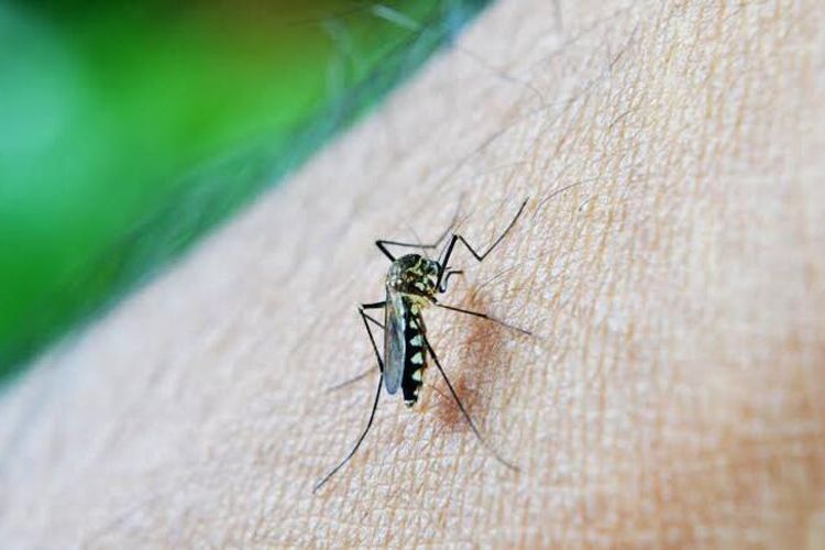 Anak Paling Rentan Terserang, Kenali Dengue Shock Syndrome yang Lebih Berbahaya dari DBD Biasa
