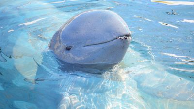 The Secret Language of Dolphins