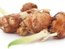 6 Manfaat Kencur untuk Kesehatan: Mengusir Asam Urat?