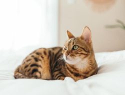 Studi Temukan Alasan Kucing Dominan Tidur Miring ke Kiri Studi Temukan Alasan Kucing Dominan Tidur Miring ke Kiri
