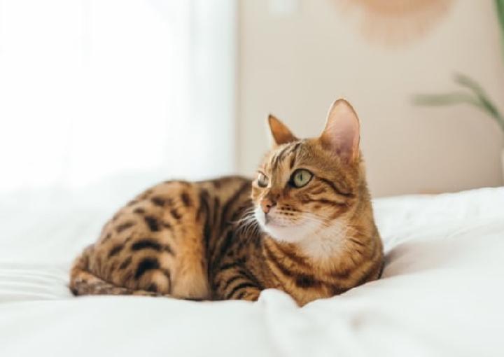 Studi Temukan Alasan Kucing Dominan Tidur Miring ke Kiri