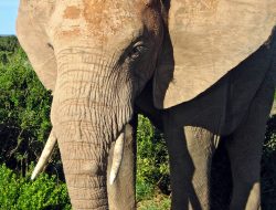 Elephant Killed by Electrocution in Sherpur Elephant Killed by Electrocution in Sherpur