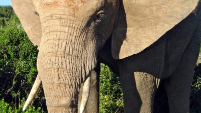 Elephant Killed by Electrocution in Sherpur