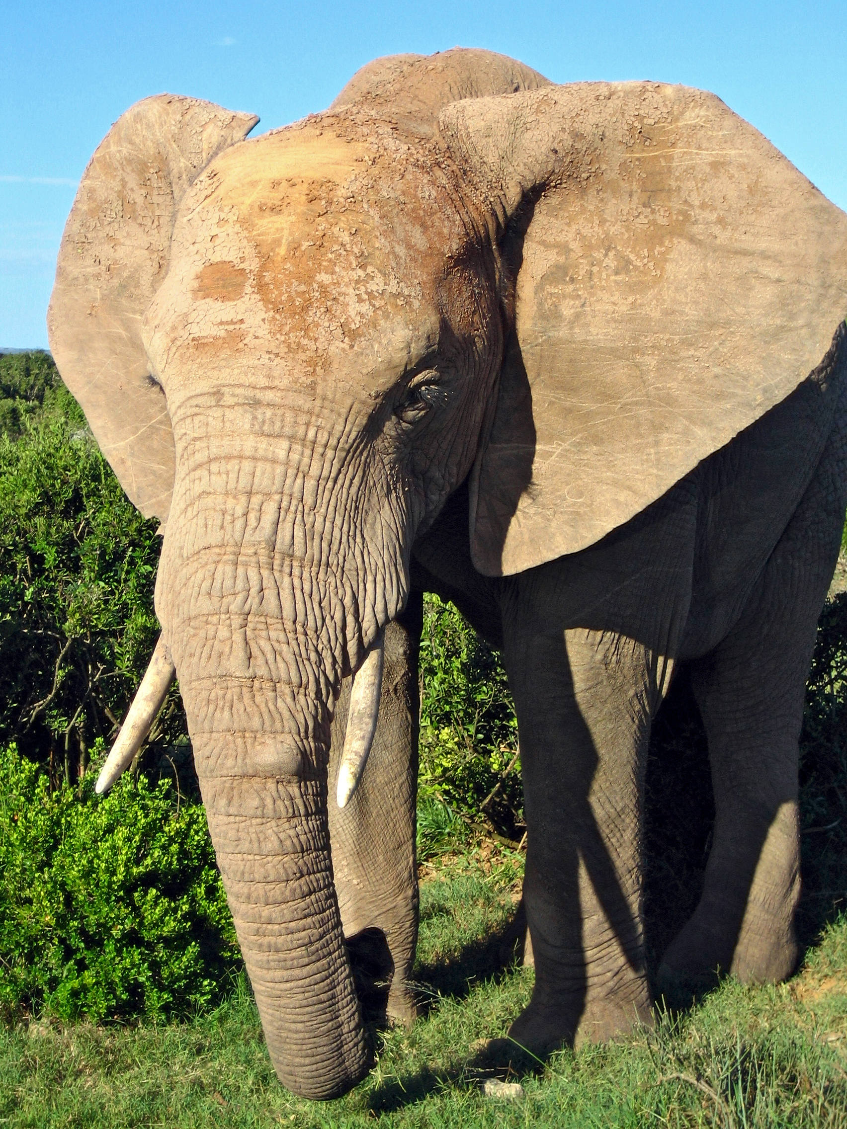 Elephant Killed by Electrocution in Sherpur