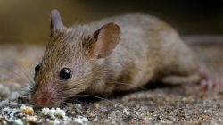 Tiny Mice: The 5 Most Common Species