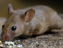 Tiny Mice: The 5 Most Common Species