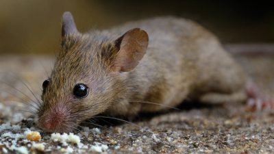 Tiny Mice: The 5 Most Common Species