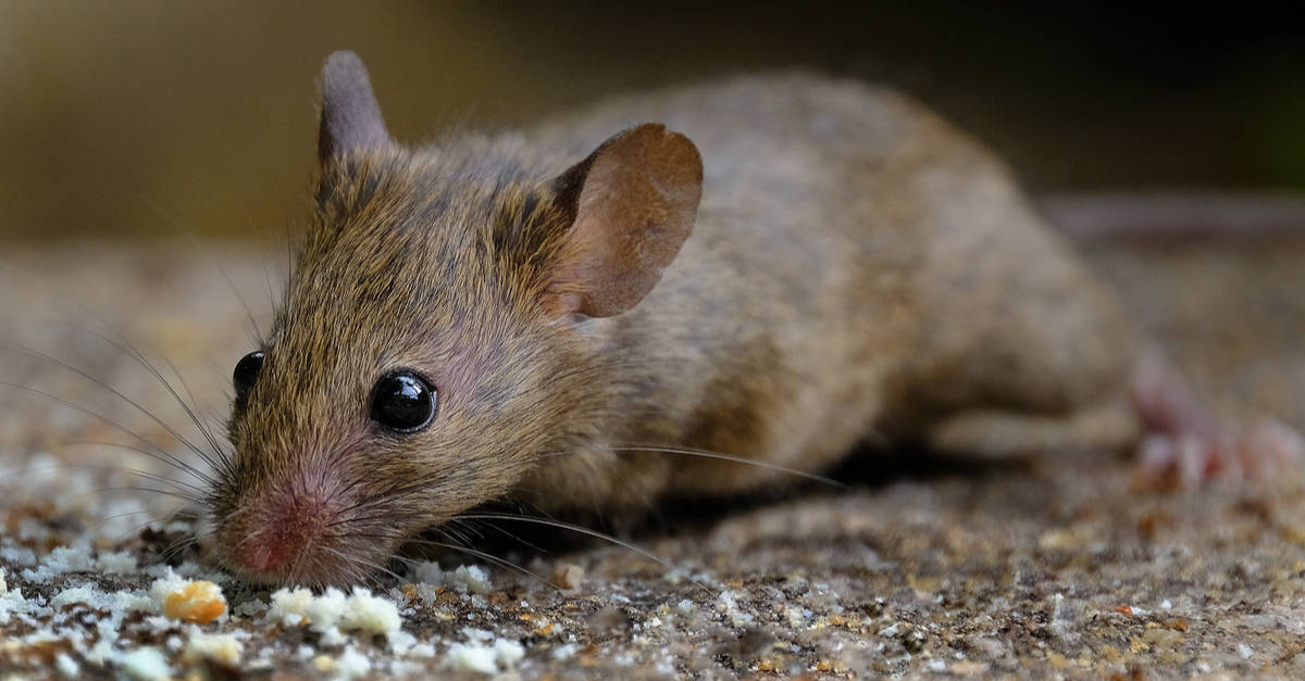 Tiny Mice: The 5 Most Common Species