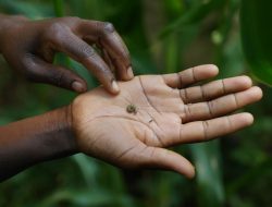 Kenya Joins China and FAO in Battle Against Fall Armyworm