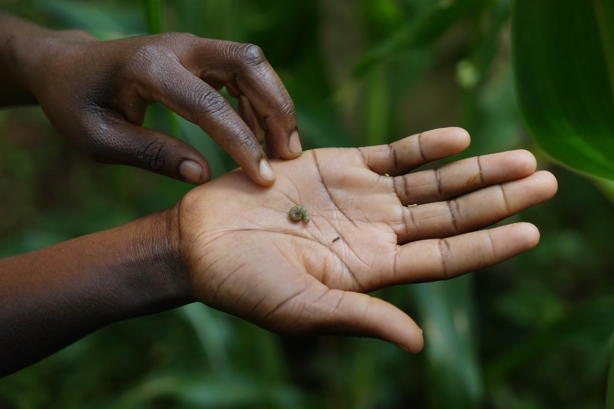 Kenya Joins China and FAO in Battle Against Fall Armyworm