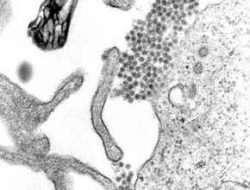 Dengue Outbreak Escalates in Khulna as Hospitals Struggle