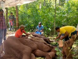 Ongoing Care for Ailing Tusker Bhathiya