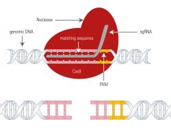 Penn’s CRISPR Breakthrough Powers Heart Disease Treatment at Eli Lilly Penn’s CRISPR Breakthrough Powers Heart Disease Treatment at Eli Lilly
