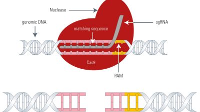 Penn’s CRISPR Breakthrough Powers Heart Disease Treatment at Eli Lilly