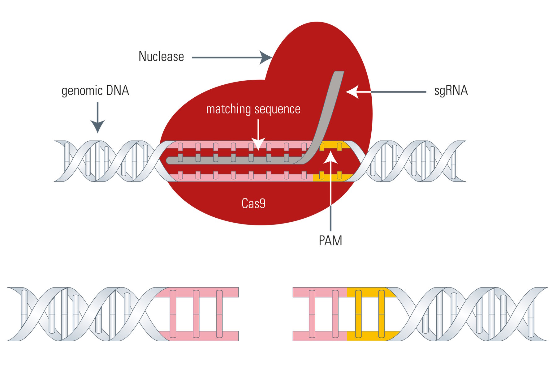 Penn’s CRISPR Breakthrough Powers Heart Disease Treatment at Eli Lilly