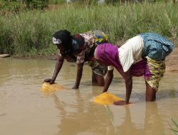 Kadjebi Farmers React to Early Rainfall Kadjebi Farmers React to Early Rainfall