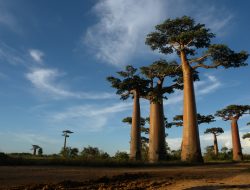 Madagascar Enhances Educational Results Madagascar Enhances Educational Results