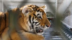 White tiger and lion cub rescued in Faisalabad wildlife raid