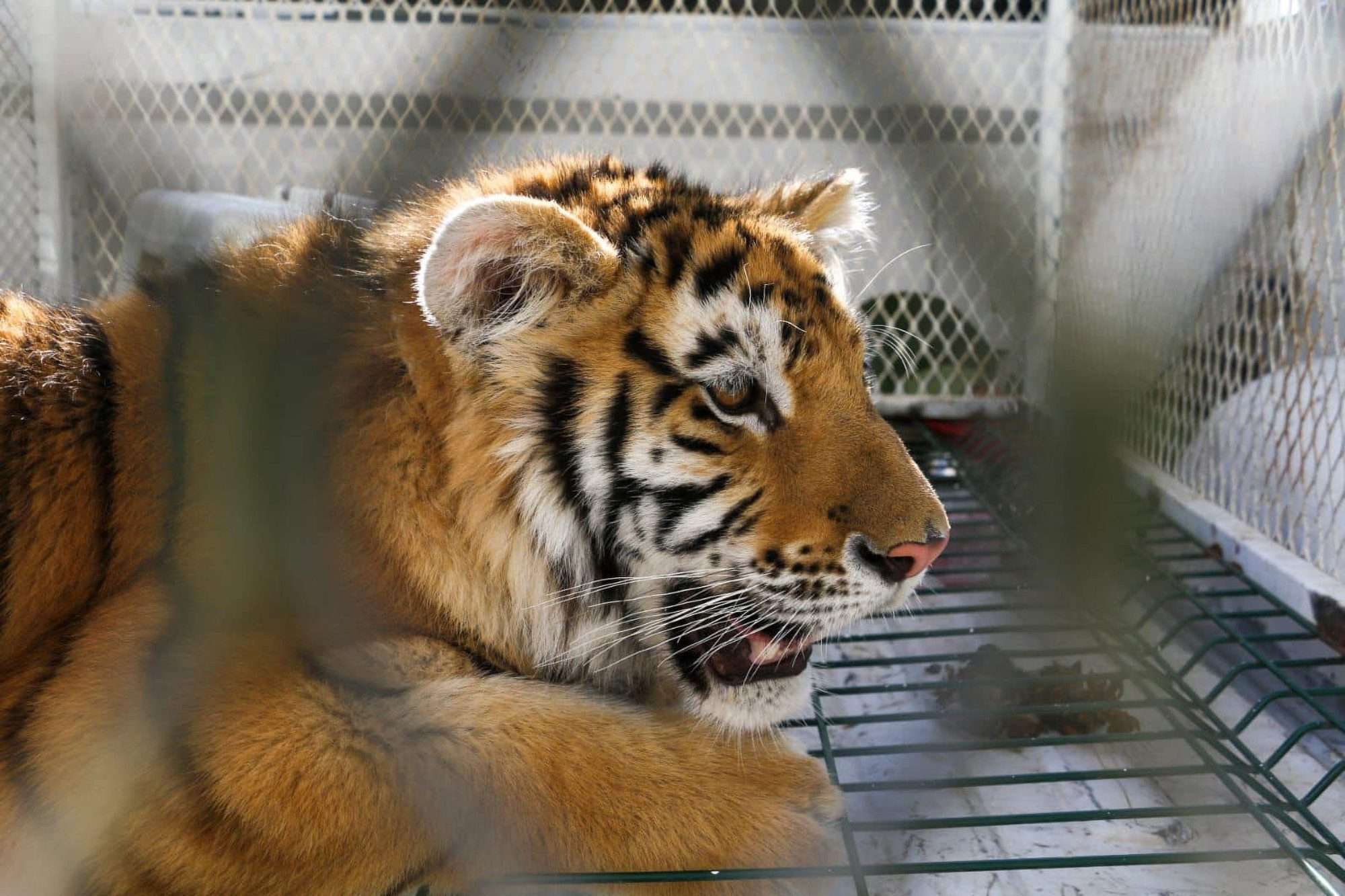 White tiger and lion cub rescued in Faisalabad wildlife raid