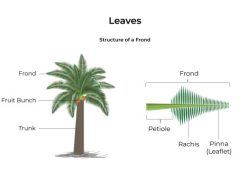 How Oil Palm Leaves Protect Kalangala’s Forests