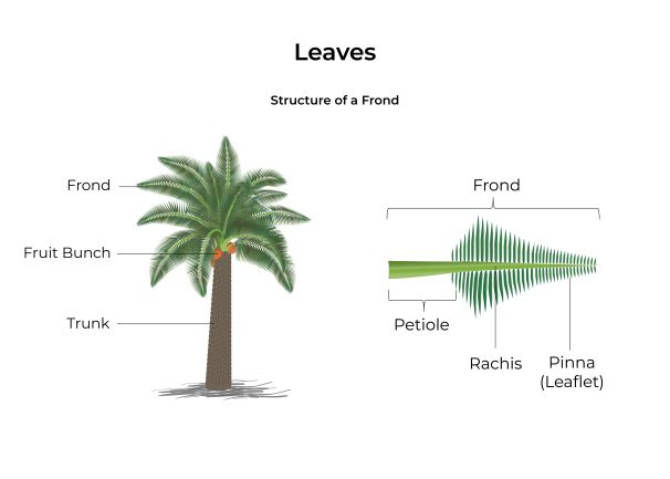 How Oil Palm Leaves Protect Kalangala’s Forests