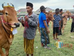 50 Peserta Ikuti Kontes Ternak Sapi Bali OAP di Sorong, Ini Pemenangnya 50 Peserta Ikuti Kontes Ternak Sapi Bali OAP di Sorong, Ini Pemenangnya