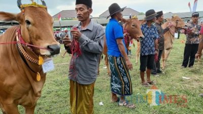 50 Peserta Ikuti Kontes Ternak Sapi Bali OAP di Sorong, Ini Pemenangnya