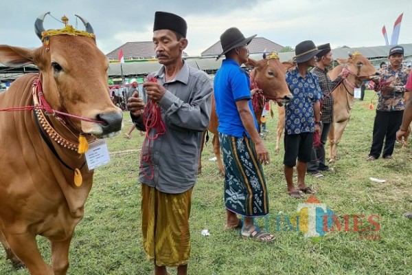 50 Peserta Ikuti Kontes Ternak Sapi Bali OAP di Sorong, Ini Pemenangnya