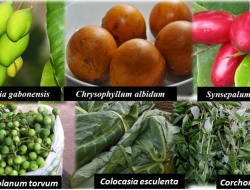 Science Commission Evaluates Project to Commercialize Neglected Indigenous Fruits Science Commission Evaluates Project to Commercialize Neglected Indigenous Fruits