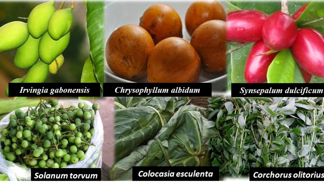 Science Commission Evaluates Project to Commercialize Neglected Indigenous Fruits