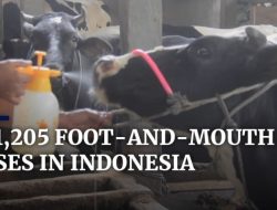 Kisumu Imposes Livestock Quarantine Amid Foot and Mouth Outbreak