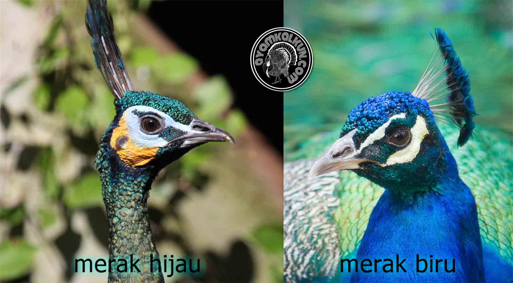 Protes Aktivitas Off Road Ancam Merak Hijau dan Sungai Ciwulan