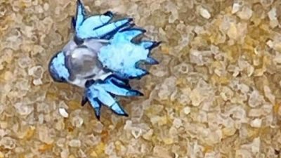 Venomous Blue Dragon Slugs Found on Phuket Shores