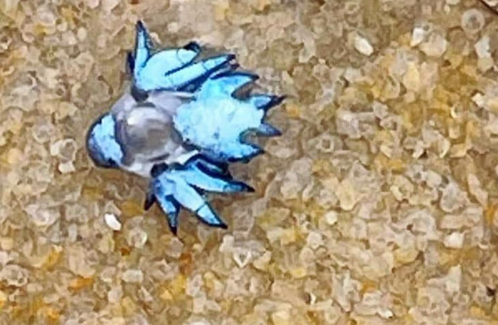 Venomous Blue Dragon Slugs Found on Phuket Shores