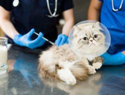 Laredo Animal Care Concludes Sterilization Week and Vaccination Clinic