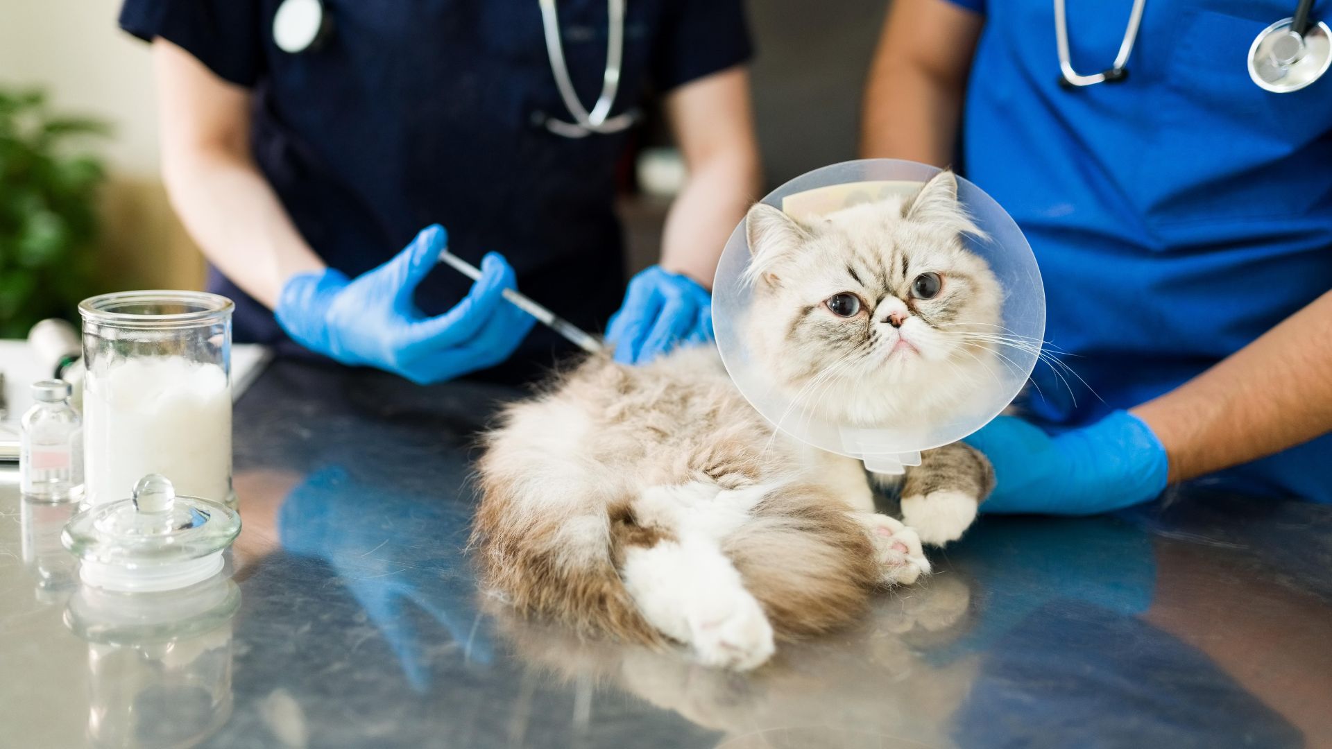 Laredo Animal Care Concludes Sterilization Week and Vaccination Clinic