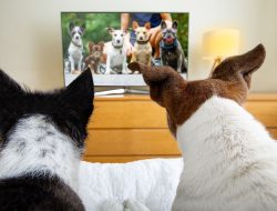 Dogs’ Personality Shapes Their TV Watching Habits Dogs’ Personality Shapes Their TV Watching Habits