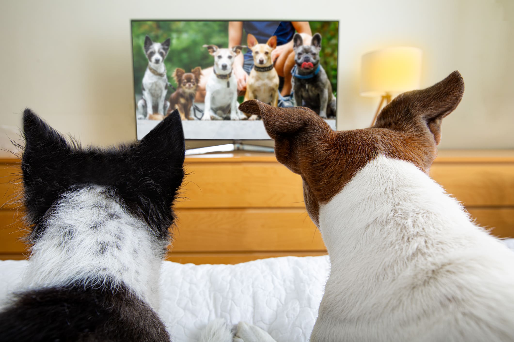 Dogs’ Personality Shapes Their TV Watching Habits