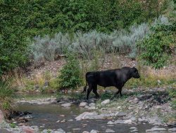 Feral Lion Kills Man Near Turkish Resort, Then Killed