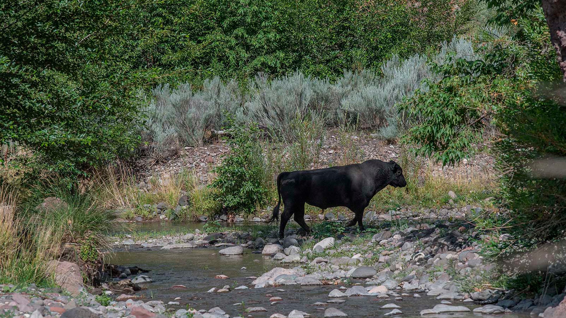 Feral Lion Kills Man Near Turkish Resort, Then Killed