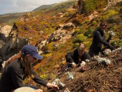 Plant smugglers sentenced to 15 years for rare Northern Cape succulent theft