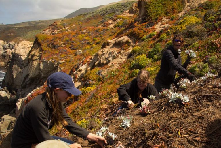 Plant smugglers sentenced to 15 years for rare Northern Cape succulent theft