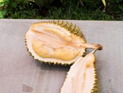 Thai Durian: The King of Fruits with a Bold Flavor and Strong Smell