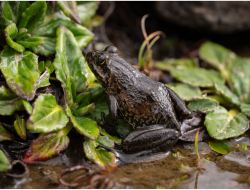 Frog Found on Mount Kilimanjaro Sets New Record for Highest Living in Africa