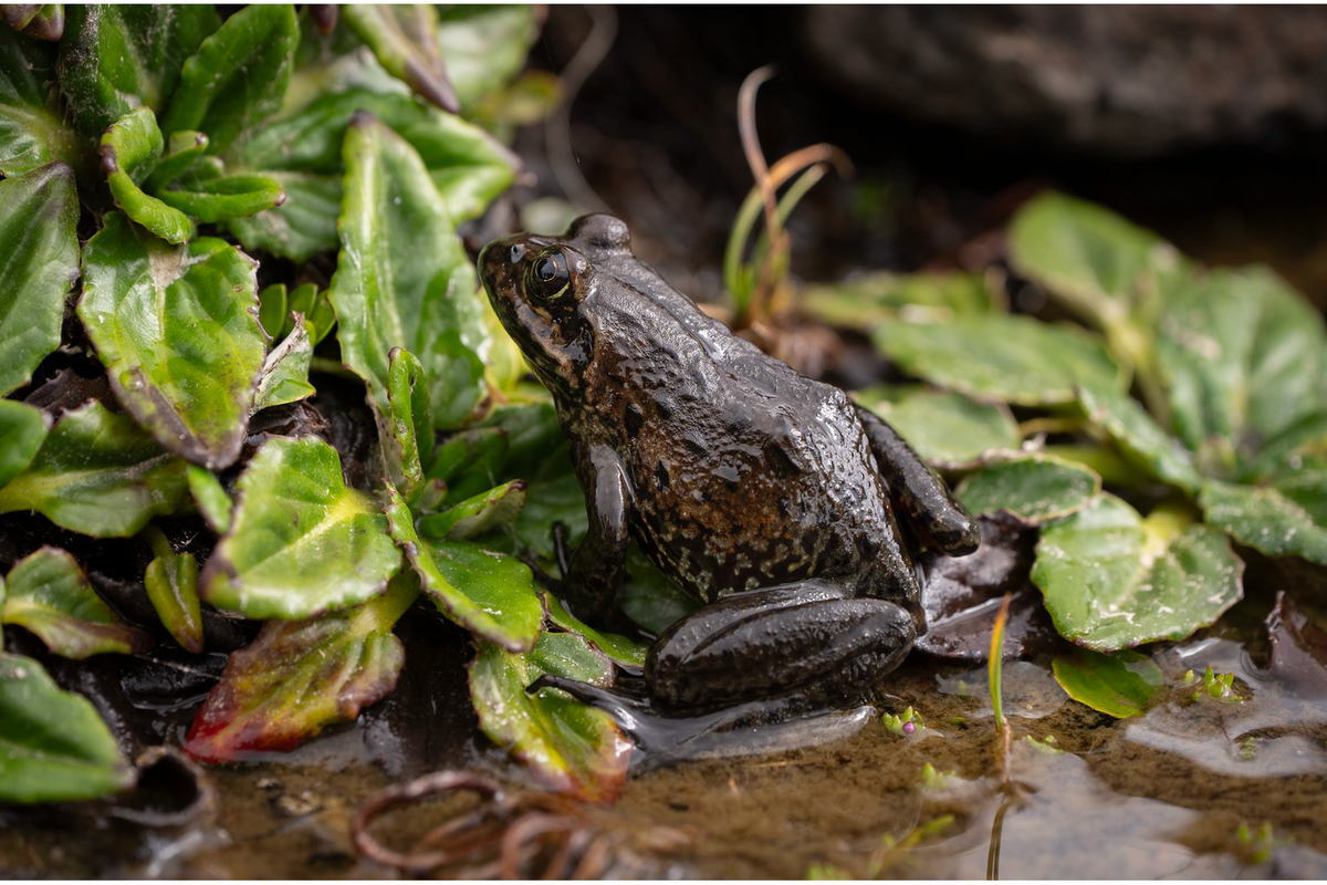Frog Found on Mount Kilimanjaro Sets New Record for Highest Living in Africa Frog Found on Mount Kilimanjaro Sets New Record for Highest Living in Africa